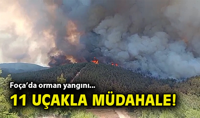 Foça’da Orman Yangını: Ekipler Seferber Oldu!