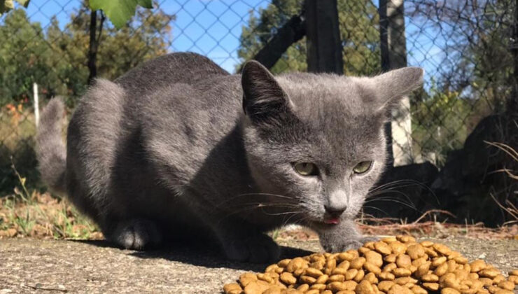 İş İnsanı Hızır Haşim Kaya’dan Sokak Hayvanlarına Mama ve Destek