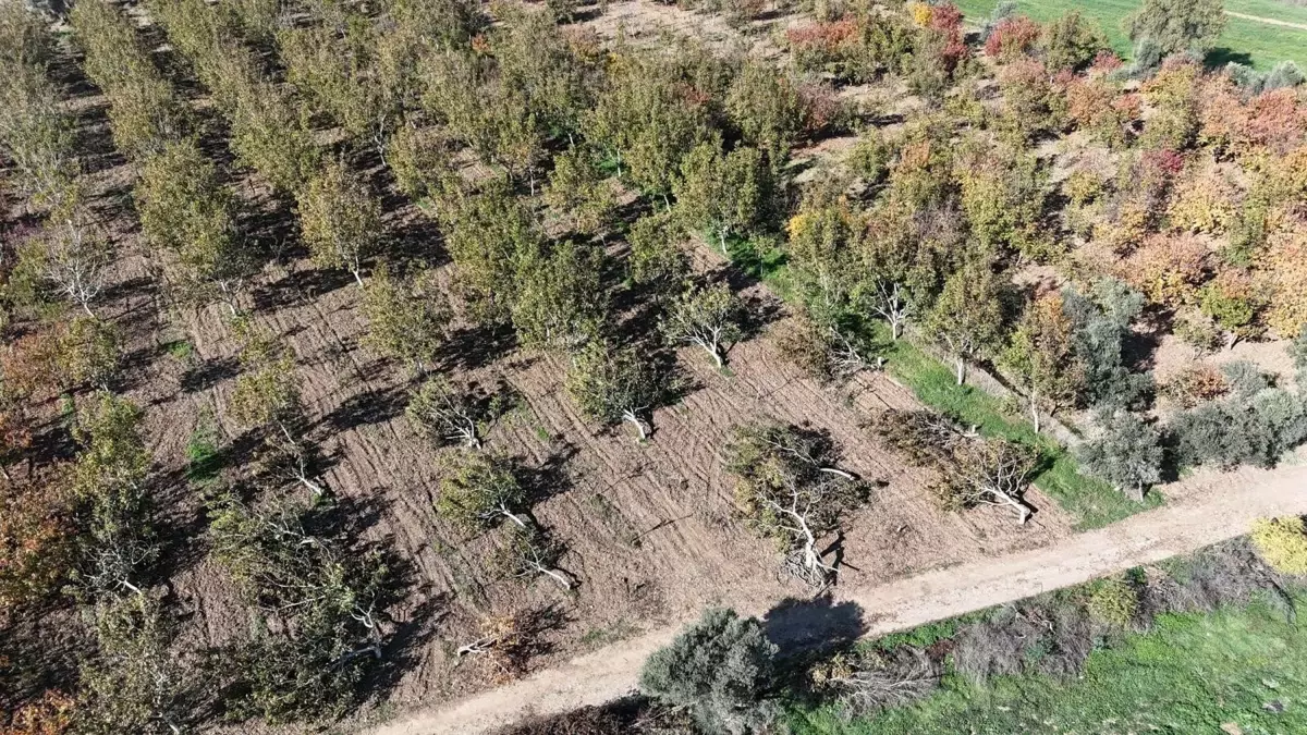 Ceviz Ağaçları Kökünden Kesildi: Şok İddia!