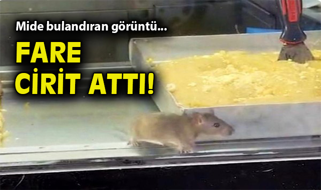Börekçideki Fare Skandalı: Mekan Mühürlendi!
