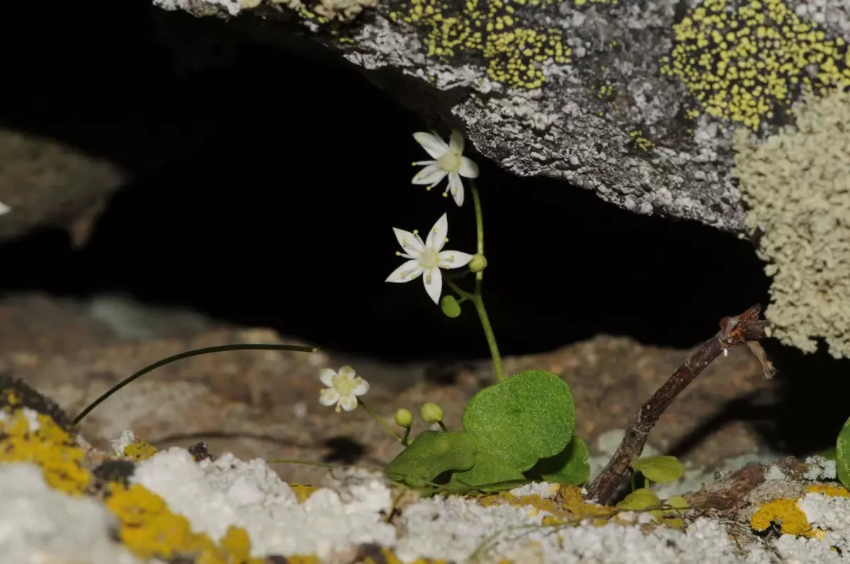 Ödemiş’te Yeni Endemik Bitki: İzmir Göbek Otu!
