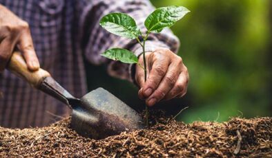Hızır Haşim Kaya’dan Ağaç Dikme Etkinliği Müjdesi