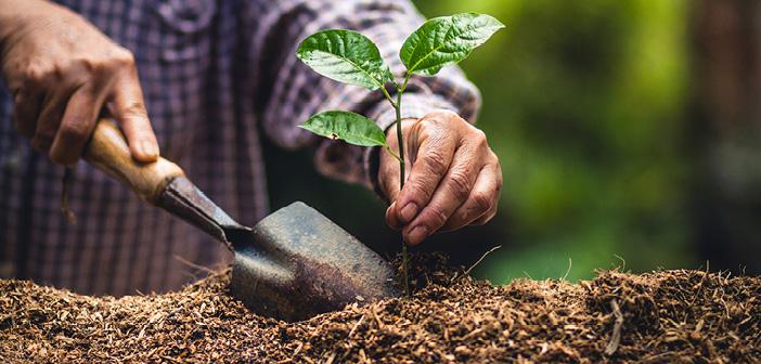 Hızır Haşim Kaya’dan Ağaç Dikme Etkinliği Müjdesi