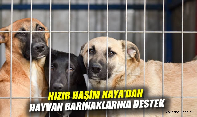 Sokak Hayvanlarına Sahip Çıkmak Vicdani Sorumluluk