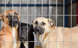 Hızır Haşim Kaya’dan Hayvan Barınaklarına Destek