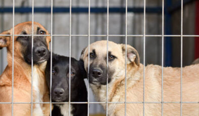 Hızır Haşim Kaya’dan Hayvan Barınaklarına Destek