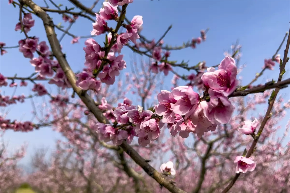 Selçuk’ta Şeftali Ağaçları İlkbahar ile Çiçeklendi!