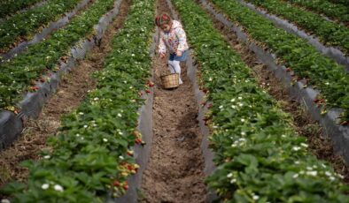 Emiralem Çileği: Aşırı Yağışla Artan Hasat Verimi!