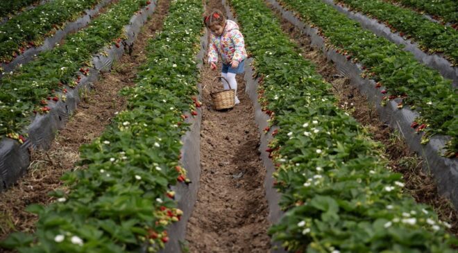 Emiralem Çileği: Aşırı Yağışla Artan Hasat Verimi!