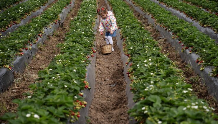 Emiralem Çileği: Aşırı Yağışla Artan Hasat Verimi!