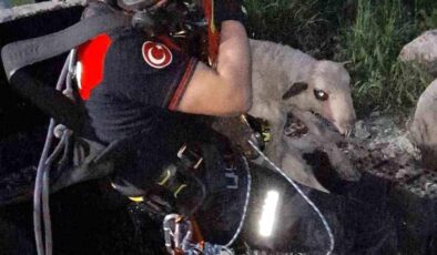 Kuyuya Düşen Kuzu İtfaiye ile Kurtarıldı!