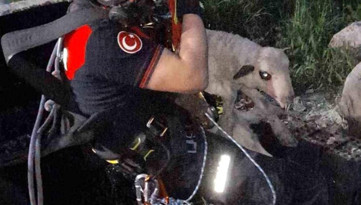 Kuyuya Düşen Kuzu İtfaiye ile Kurtarıldı!