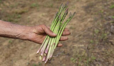 İzmir, Kuşkonmaz Üretiminde Zirveye Yükseliyor!