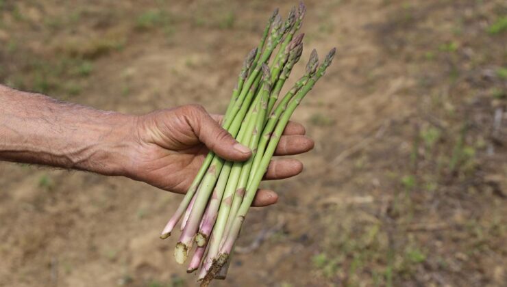 İzmir, Kuşkonmaz Üretiminde Zirveye Yükseliyor!